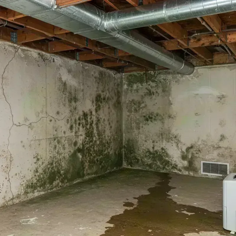 Professional Mold Removal in Wythe County, VA